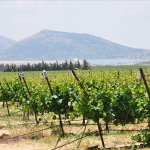 Indigenous Grape Varietals from Israel: from Biblical Times to the Start-Up Nation with Tal Sunderland-Cohen | Tuesday 28th September