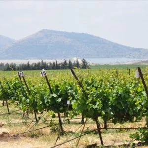 Indigenous Grape Varietals from Israel: from Biblical Times to the Start-Up Nation with Tal Sunderland-Cohen | Tuesday 28th September