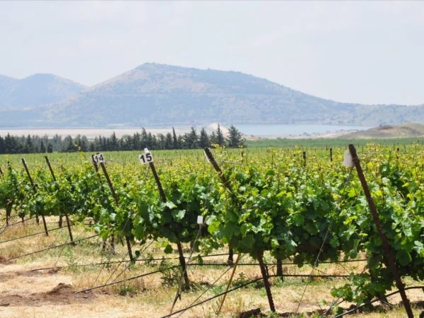 Indigenous Grape Varietals from Israel: from Biblical Times to the Start-Up Nation with Tal Sunderland-Cohen | Tuesday 28th September