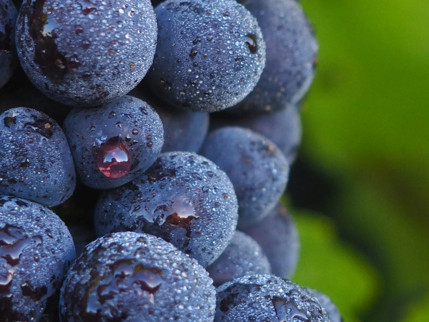 Old World Pinot Noir - 67 Pall Mall, image size:1371x1028