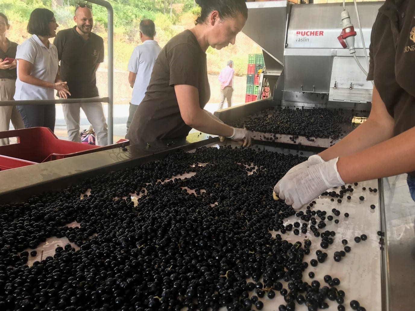 Picking grapes at Ornellaia & 25th DOC Bolgheri Anniversary