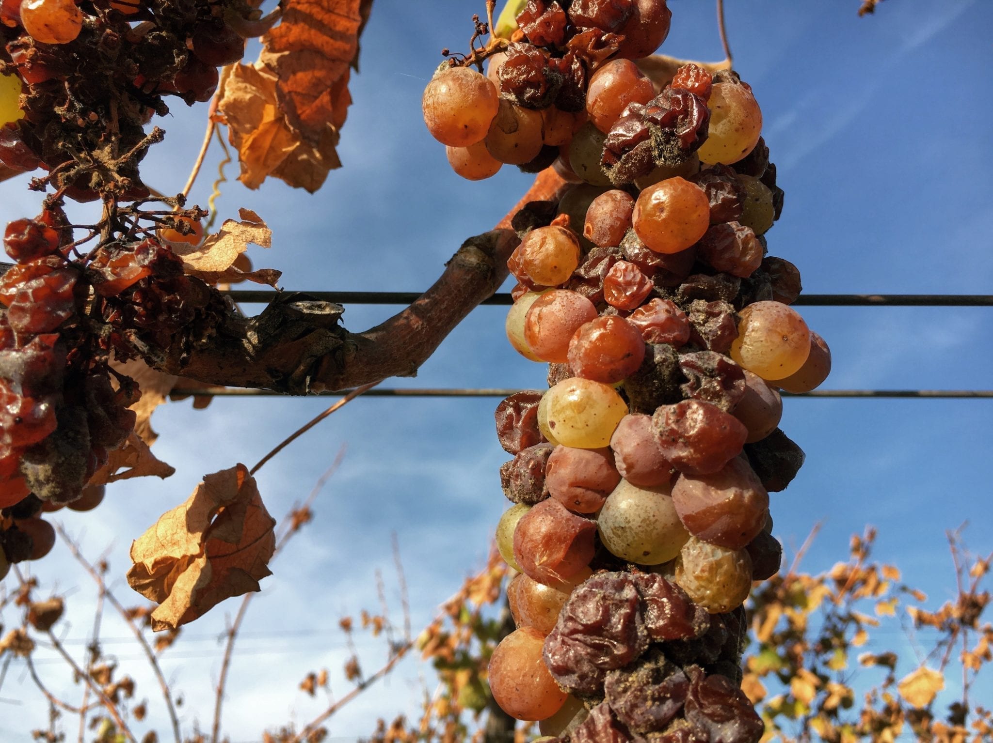 Tokaj - Development of Botrytis on a Furmint grape