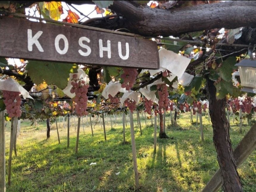 Koshu