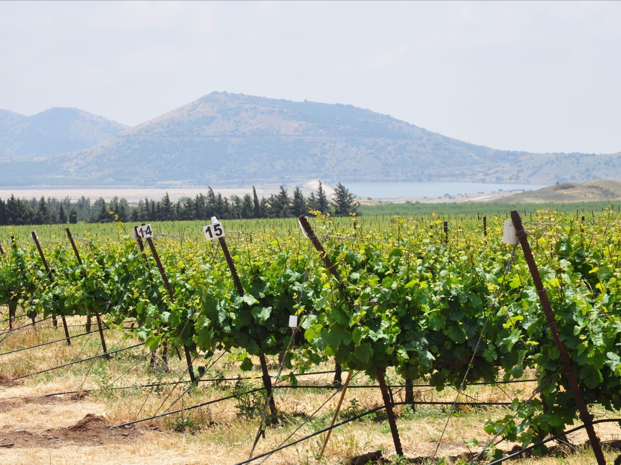 Israeli Wines