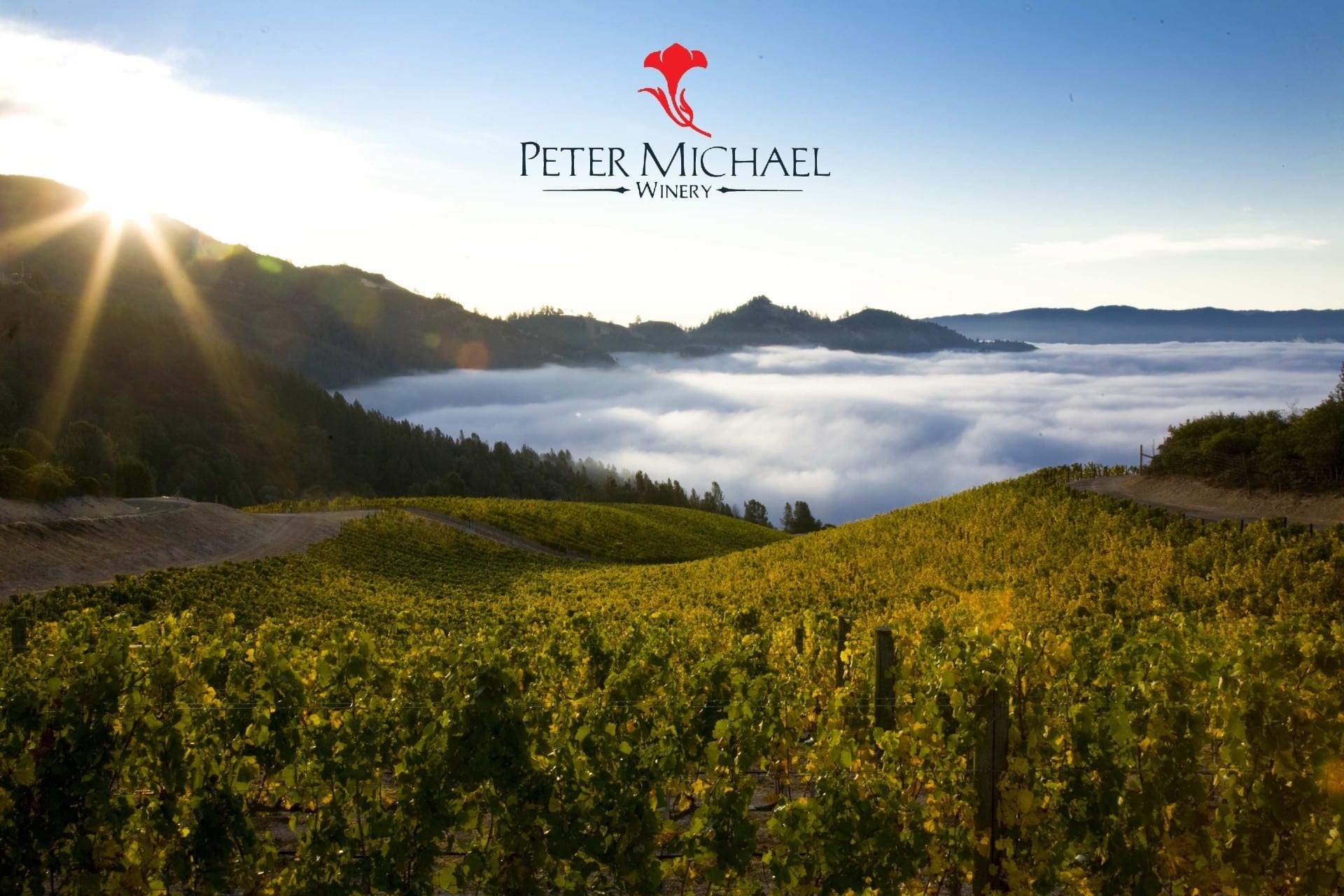 The Mountain Vineyards of Peter Michael Winery - 67 Pall Mall