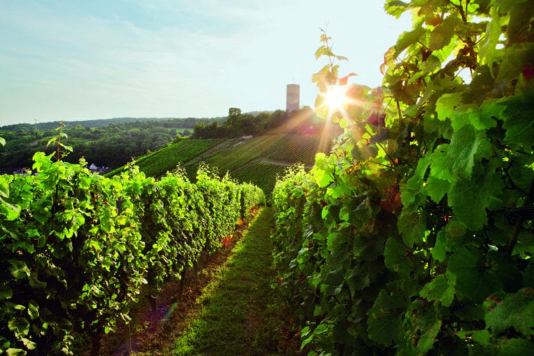 Tradition And Modern Times At Weingut Robert Weil 67 Pall Mall