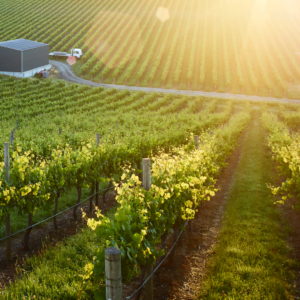 Live From the Vines: Penfolds - Yattarna