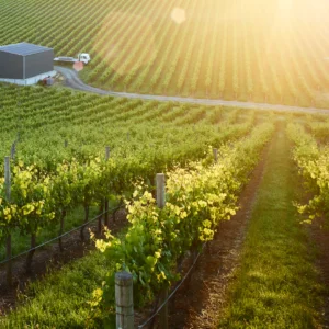 Live From the Vines: Penfolds - Yattarna