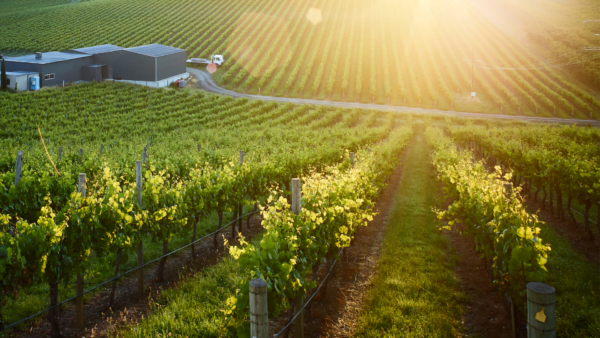 Live From the Vines: Penfolds - Yattarna