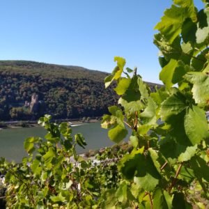 The Expert Series: Germany | Riesling