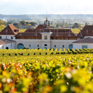 Live from the Vines: Château Angélus
