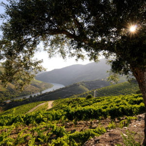 Live From the Vines: Symington Family Estates