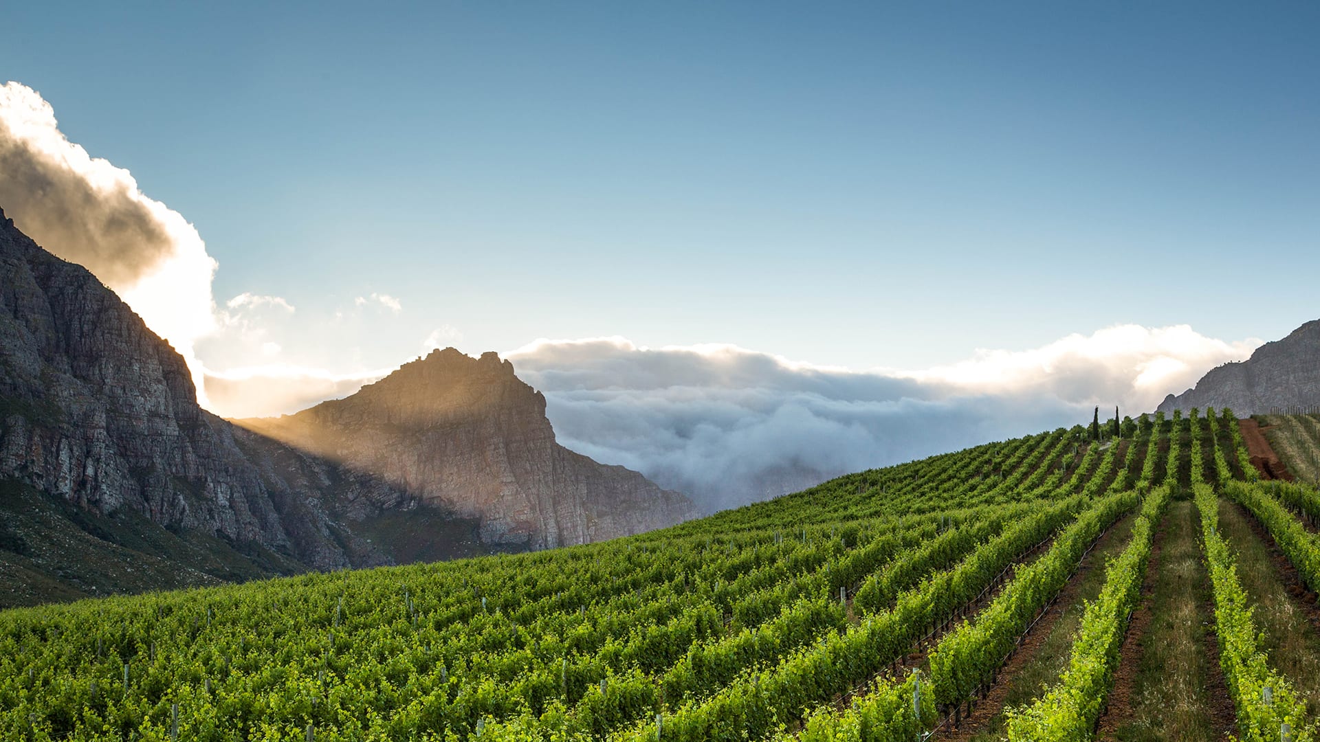 Live From the Vines: Oldenburg Vineyards