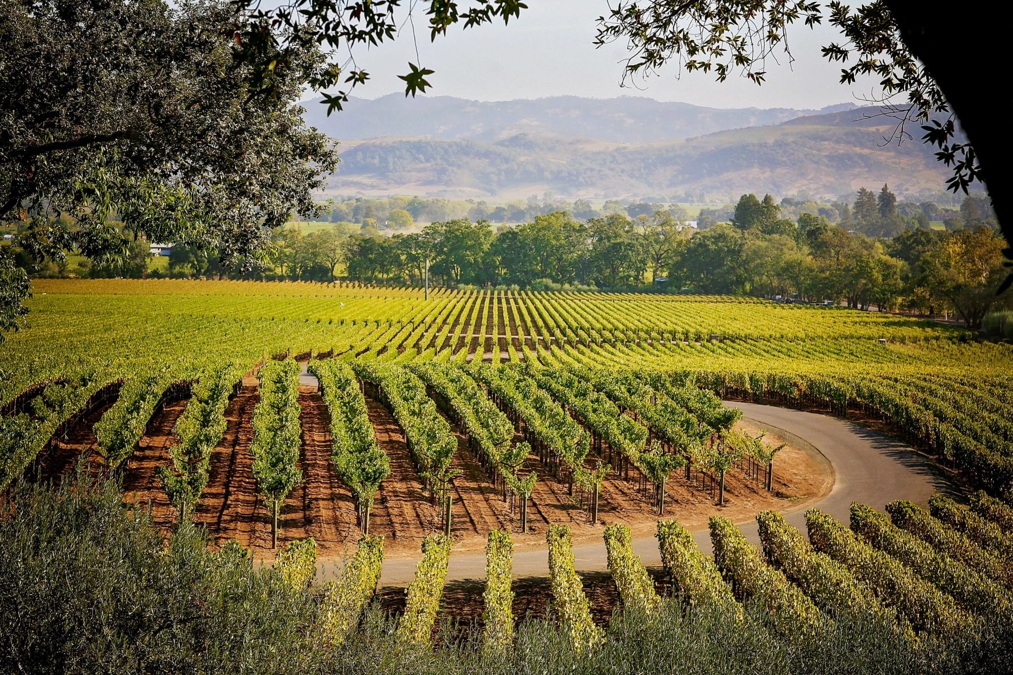 Live From the Vines Staglin Family Vineyard 67 Pall Mall