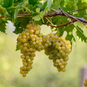 The Expert Series: South Africa - Chenin Blanc