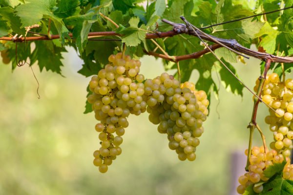 The Expert Series: South Africa - Chenin Blanc