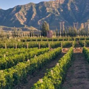 The Expert Series: China - Six snapshots of Chinese history through a wine journey