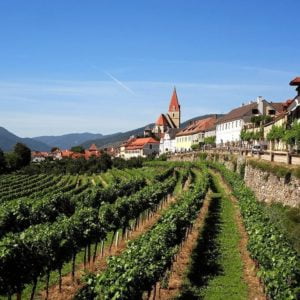 The Expert Series: Austria - Gruner Veltliner