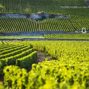 Live From the Vines: Maison Olivier Leflaive