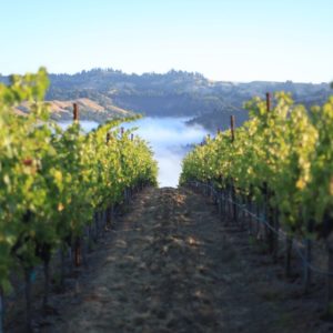 Live from the Vines: Kutch Wines