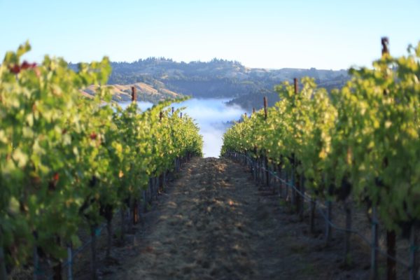 Live from the Vines: Kutch Wines