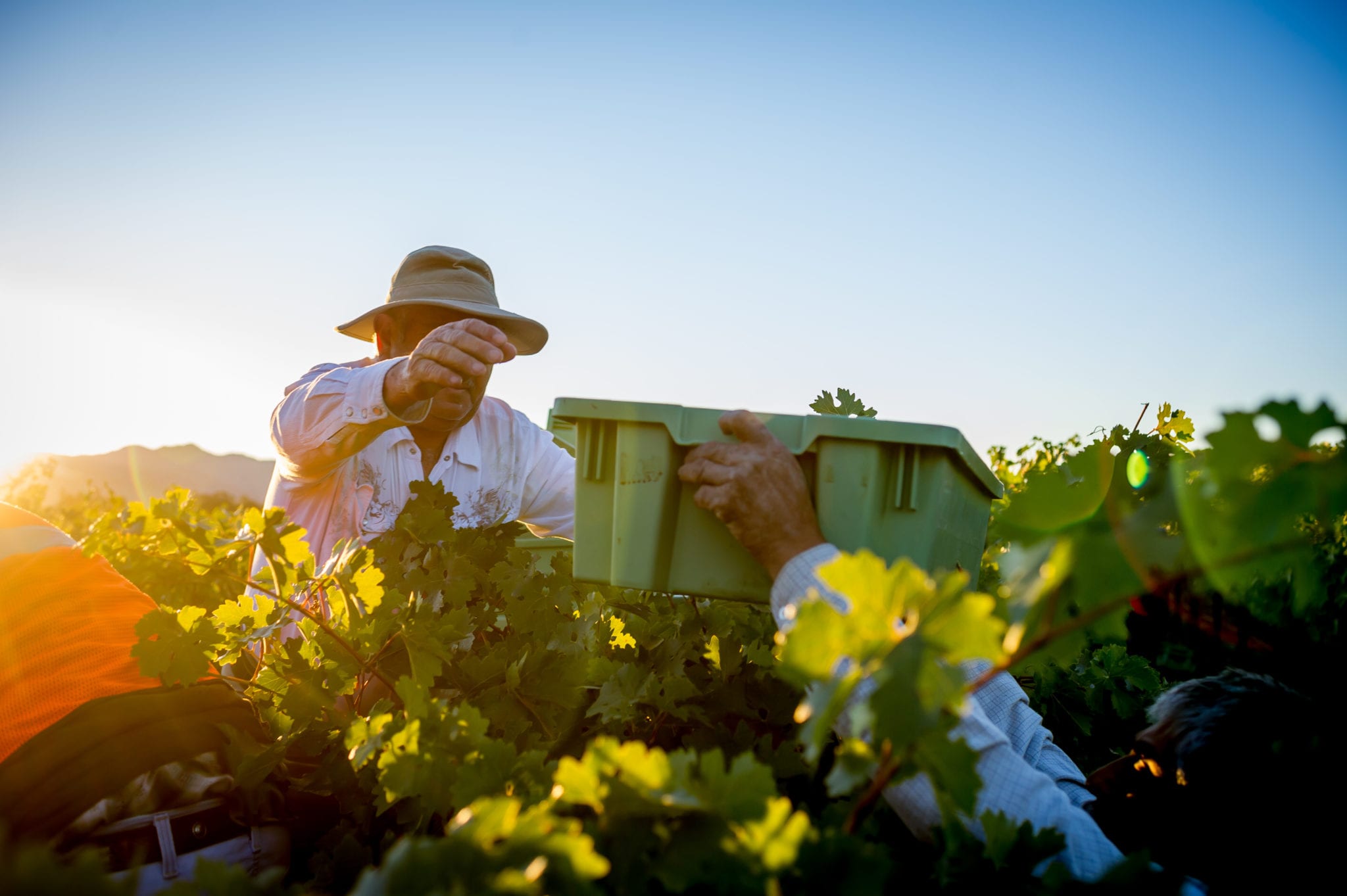 Live from the Vines: Inglenook