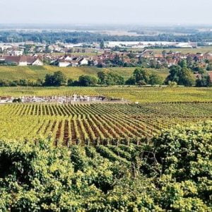 Burgundy Life Beyond the label with Raymond Blake | Wednesday 28th July