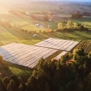 Live from the Vines: Neudorf Vineyards