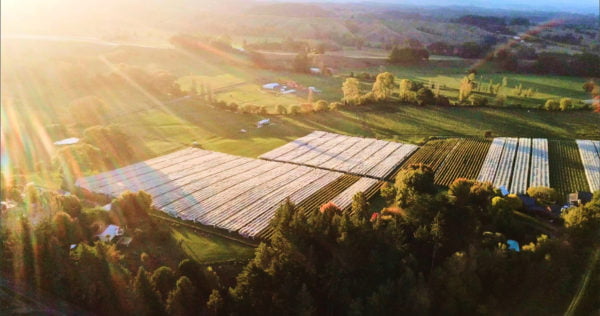 Live from the Vines: Neudorf Vineyards