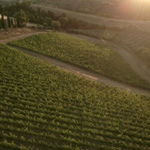 Live from the Vines: Fattoria Le Pupille