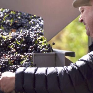 Live from the Vines: Shaw + Smith