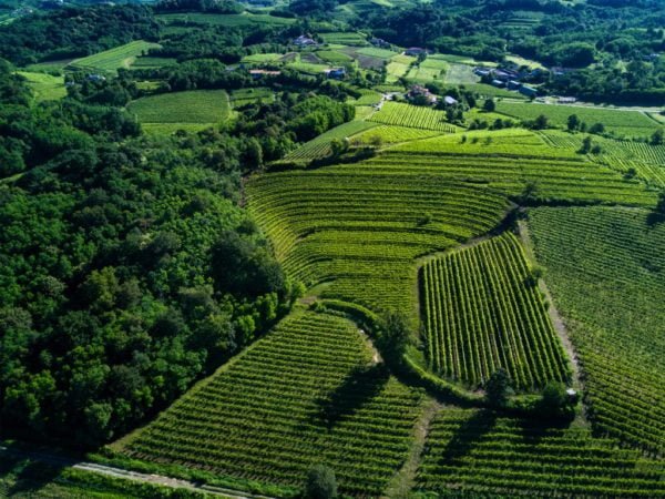 Gabriele Gorelli MW presents new Luna di Ponca super-white from Borgo Conventi winery | Monday 27th September