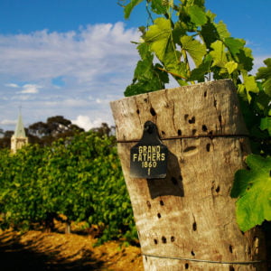 Live From the Vines: Henschke