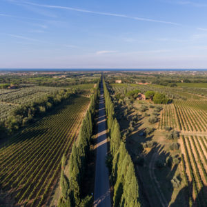 BOLGHERI 2019 ANTEPRIMA TASTING