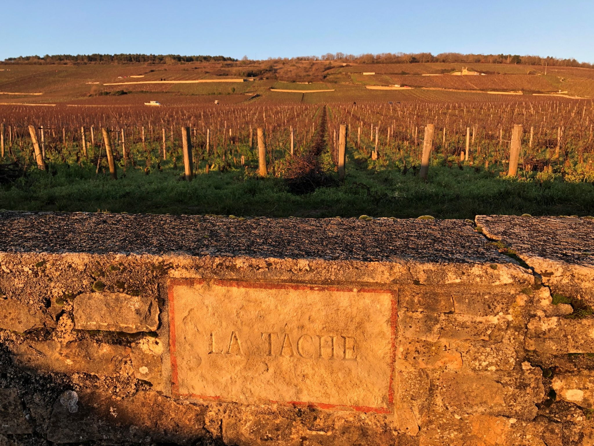 Raymond Blake's Burgundy