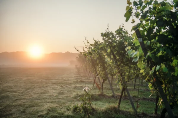 Gusbourne Vineyard & Winery Experience - Friday 27th May
