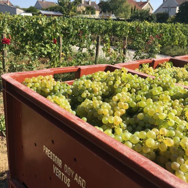 Champagne Doyard Masterclass with Guillaume Doyard – Friday 7th October