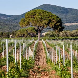 Castello del Terriccio – Lupicaia vertical - Friday 14th October