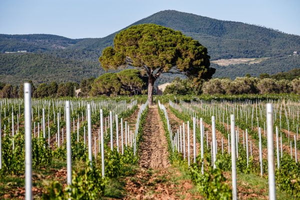 Castello del Terriccio – Lupicaia vertical - Friday 14th October