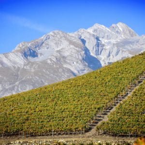 Swiss Wine Walk Around Tasting With Simon Hardy – Monday 3rd October