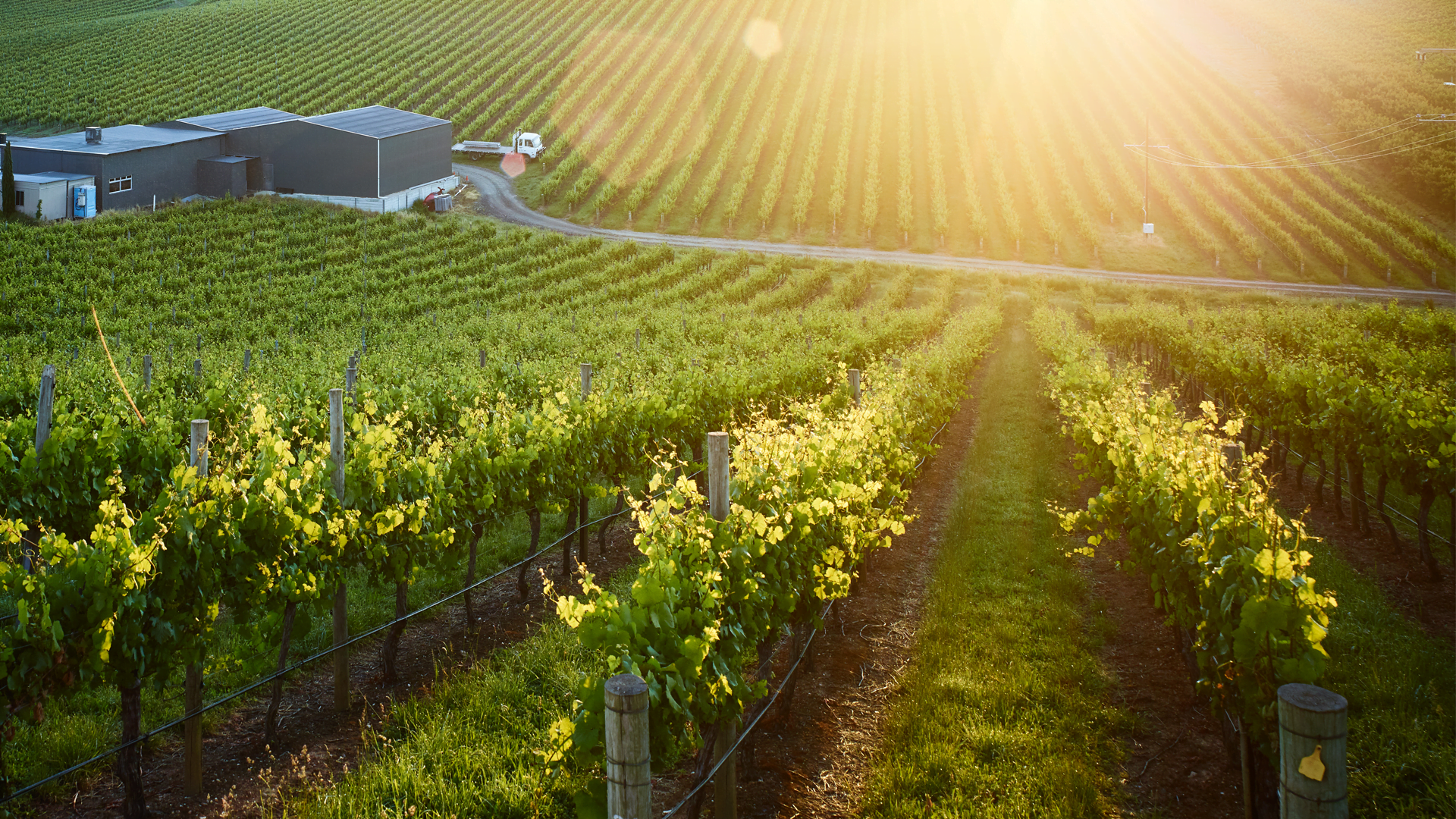 Live From the Vines: Penfolds - Yattarna