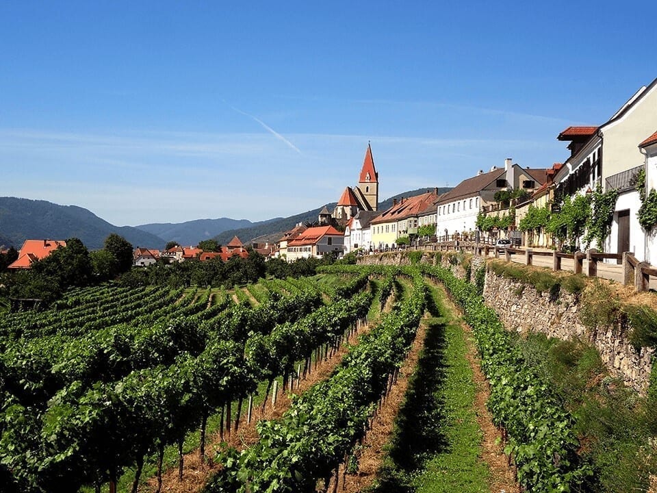 The Expert Series: Austria - Gruner Veltliner