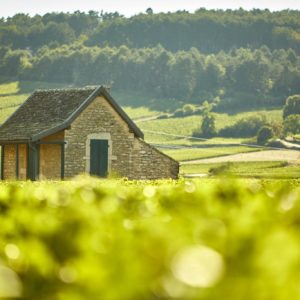 Live from the Vines: Bouchard Père et Fils