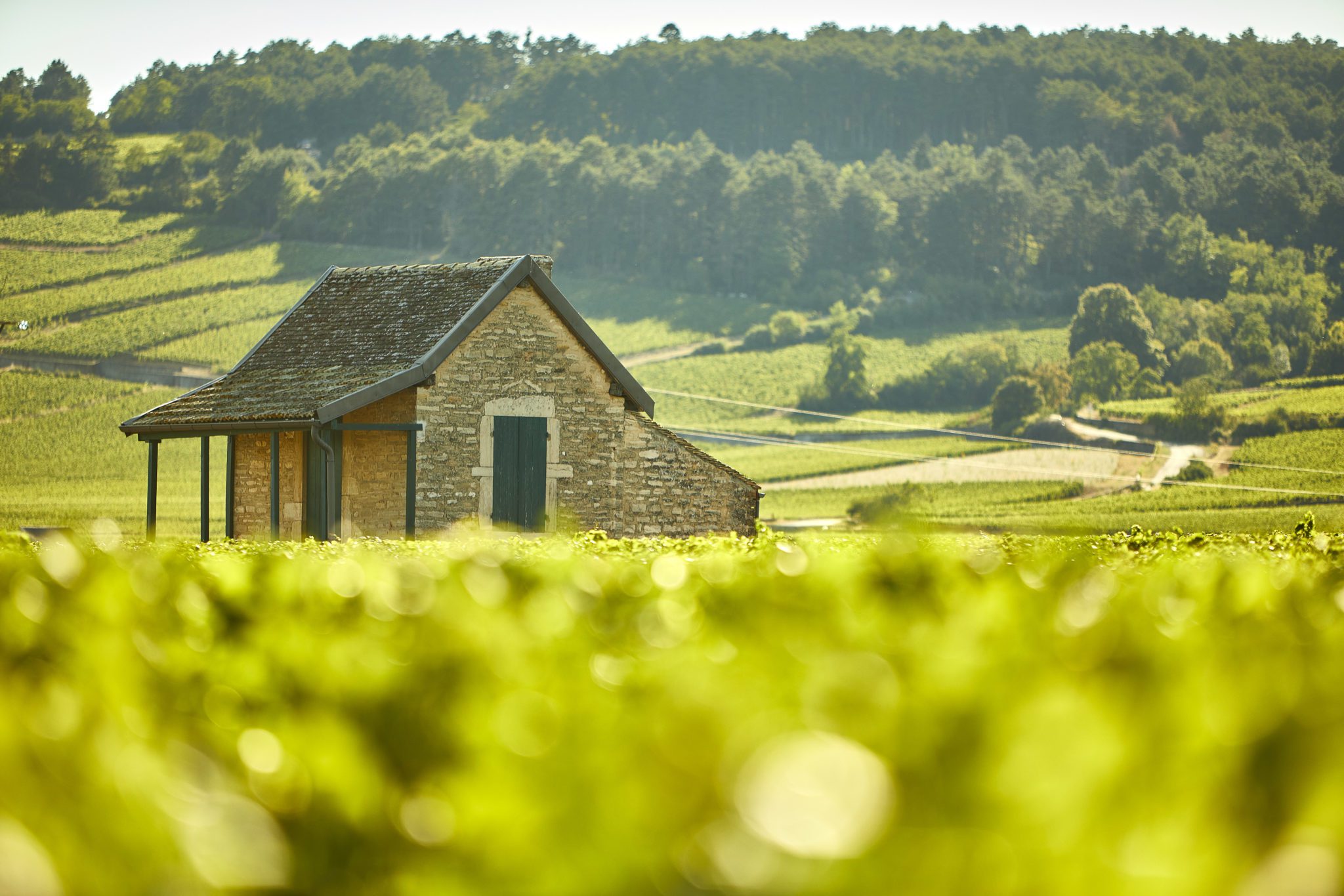 Live from the Vines: Bouchard Père et Fils