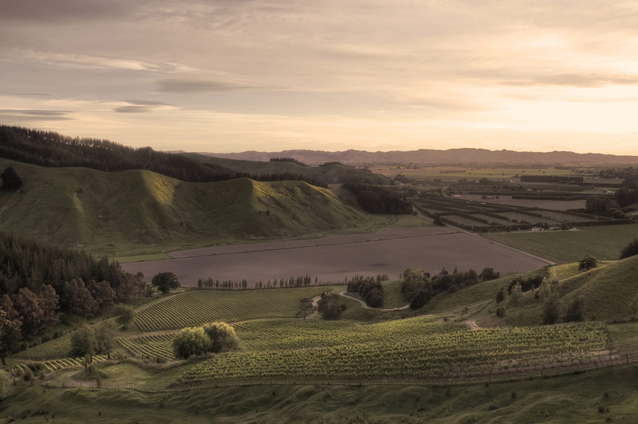 Live From the Vines: Millton Vineyards and Winery