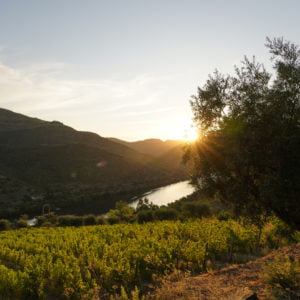 Quinta de São José Portuguese Tasting - Tuesday 25th October