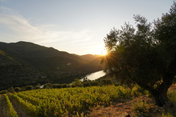 Quinta de São José Portuguese Tasting - Tuesday 25th October