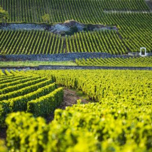 Live From the Vines: Maison Olivier Leflaive