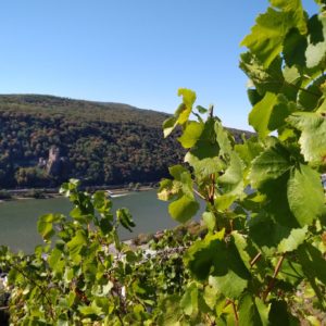 The Expert Series: Germany | Riesling