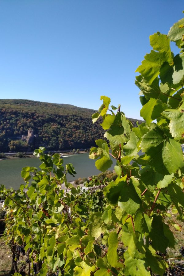 The Expert Series: Germany | Riesling